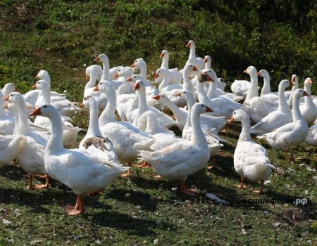 В Башкортостане зафиксирован второй случай гриппа птиц за эту осень