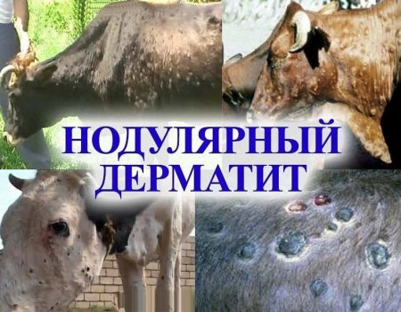 В Баймакском районе введен карантин из-за угрозы заболевания крупного рогатого скота