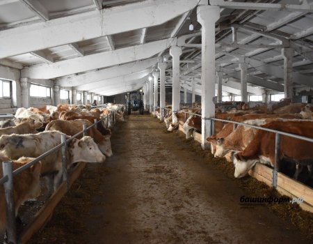 В Куюргазинском районе заработала молочно-товарная ферма, оснащенная итальянским оборудованием