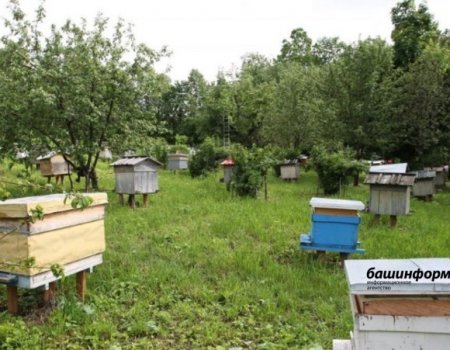 В Башкортостане пасечникам выплатили компенсации за погибших пчел