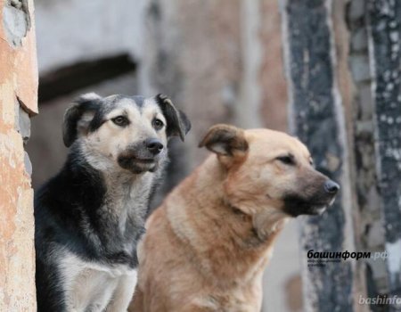 Госсобрание Башкортостана поддержало инициативу о введении чипирования домашних животных