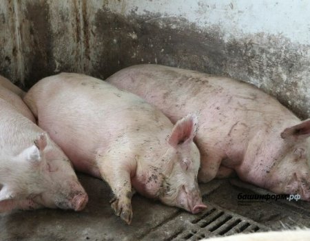 В Башкортостане впервые выявлен вирус африканской чумы свиней
