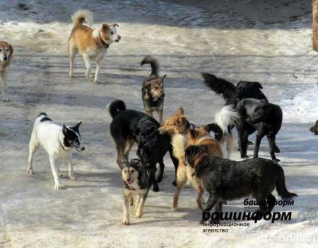 В Башкортостане специалисты рассказали, как защититься от нападения собак