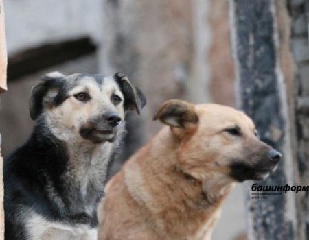 В Стерлитамаке стая беспризорных собак держит в страхе целый двор