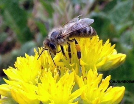 В Башкортостане защитят пчел