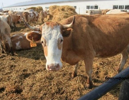 Производители кормов для животных могут получить гранты из федерального бюджета