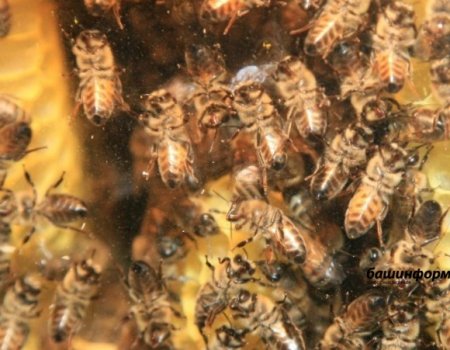 Международный конгресс пчеловодов «Апимондия» в Башкортостане отменили