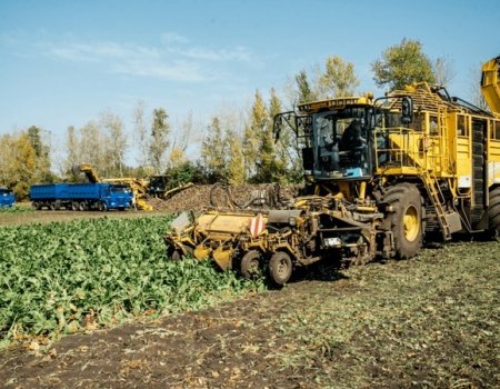 В Башкортостане до 47 тысяч гектаров увеличат посевы сахарной свеклы