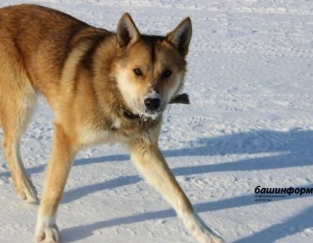 В Башкортостане продолжается акция по бесплатной вакцинации домашних животных против бешенства