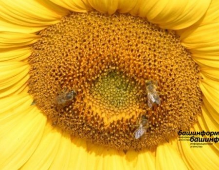 Глава Башкортостана подписал закон, направленный на защиту пчел и качества пчеловодческой продукции