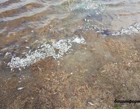 В минэкологии Башкортостана назвали возможную причину массовой гибели рыбы в пруду деревни Таштуй