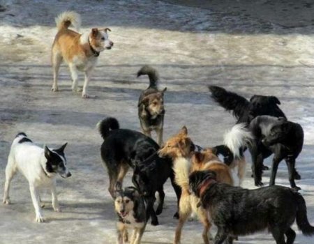 В Башкортостане может появиться большой приют для бездомных собак