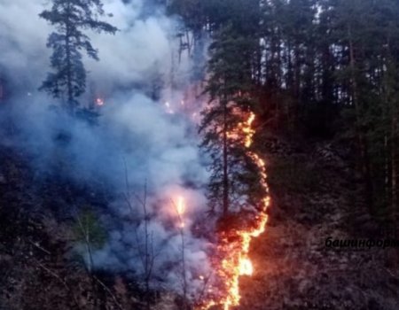 В Башкортостане горит Южно-Уральский заповедник, населенные пункты защищают пожарные