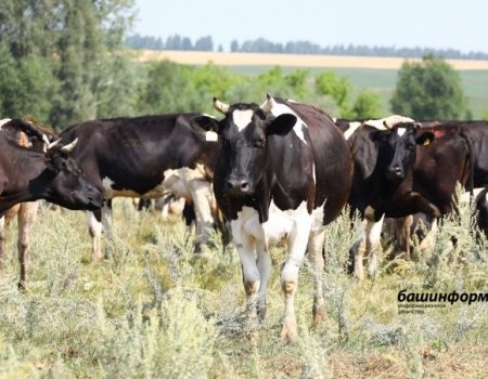 Жителям села 1-е Туркменово Баймакского района помогут централизованно купить скот