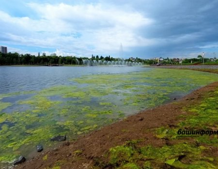 Почему в Уфе цветет озеро Кашкадан и как с этим бороться
