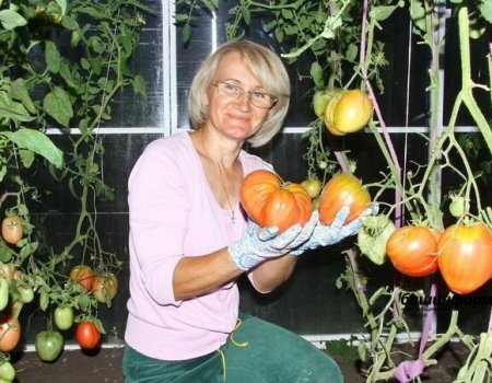 Садоводы Башкортостана получат субсидии за выращенные овощи
