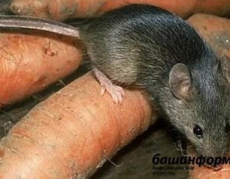 В Башкортостане в одном из детских лагерей проводились фиктивные обработки от клещей и мышей