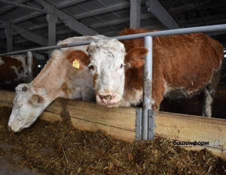 Минсельхоз Башкортостана: Благодаря запасу кормов хозяйствам удастся сохранить поголовье скота