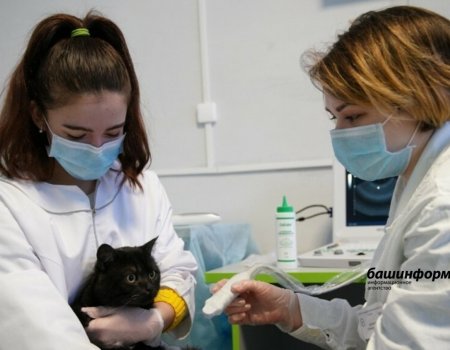 Стал известен график ветеринарных поездов здоровья животных в Башкортостане на август