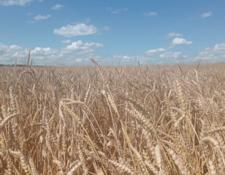 Урожайность озимых в Башкортостане достигла 35 центнеров с гектара - это максимум за три последних года