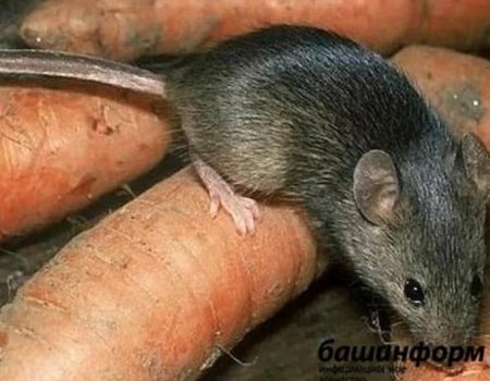 В летнем лагере Башкортостана двое детей заразились мышиной лихорадкой