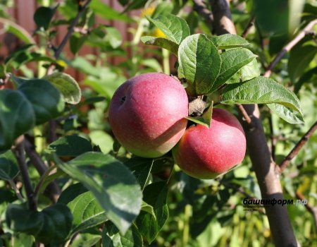 У Башкортостана есть хорошие перспективы в промышленном выращивании яблок