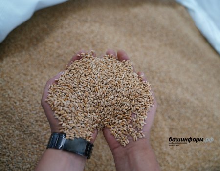Урожай зерна в Башкортостане достиг 3,1 млн тонн