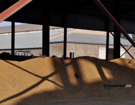 Издержки рекорда: в Башкортостане собранный урожай зерновых превышает емкость элеваторов и зернохранилищ