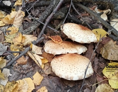 В минздраве Башкортостана рассказали, как не отравиться грибами