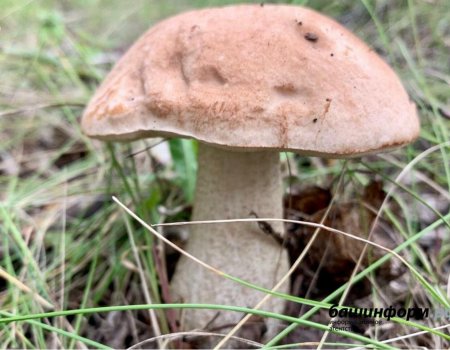 Пенсионерки в Башкирии ушли за грибами и потерялись в лесу