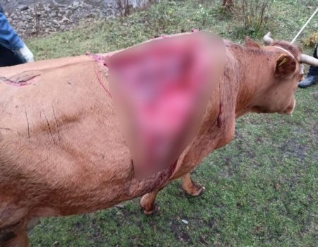 В Башкортостане медведь напал на отбившуюся от стада корову