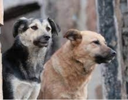 Парламент Башкортостана предлагает приравнять бездомных собак к диким животным