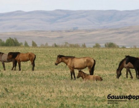 В Башкортостане объявили конкурс на создание лучшего проекта памятника башкирской лошади