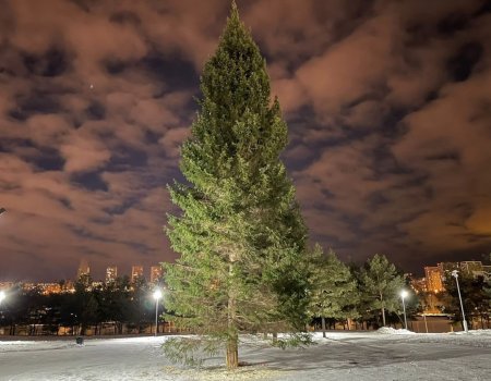 В уфимских парках и скверах установили новогодние елки