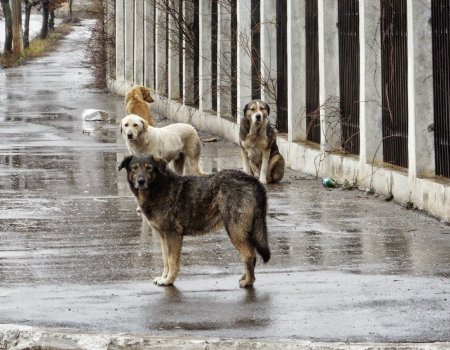 Депутаты Башкортостана предложили три законопроекта по регулированию численности одичавших собак