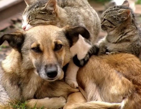 Во сколько Башкортостану обойдется решение проблемы бродячих собак?
