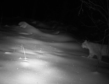 В нацпарке «Башкирия» ночная охота рыся попала в объектив фотоловушки