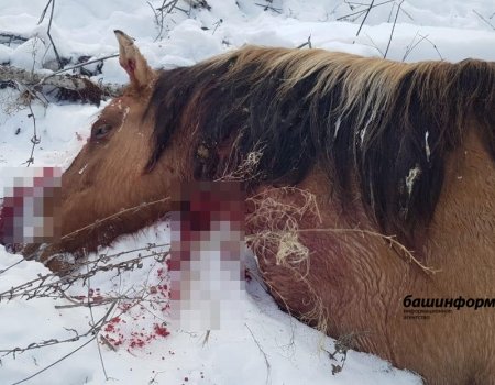 В Башкортостане неизвестные жестоко убили 14 лошадей
