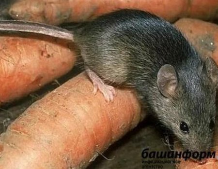 В Роспотребнадзоре Башкортостана рассказали о том, как защититься от мышиной лихорадки