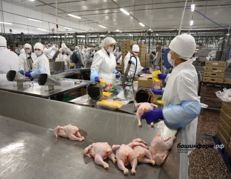 Группа «Черкизово» намерена вдвое увеличить производство мяса птицы в Башкортостане