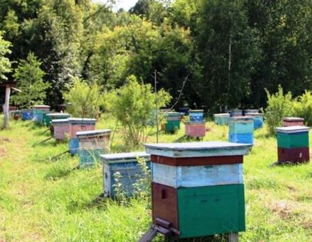 Исследование: где в Башкирии расположены пасеки с самыми чистыми породами пчел