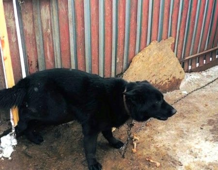 Спасатели в Башкирии оказали помощь собаке, которая застряла в заборе