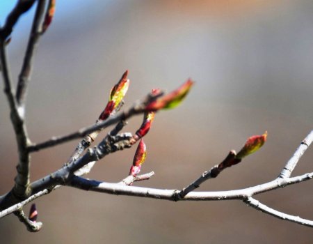 Теплая весна ожидается в Башкирии в ближайшие дни