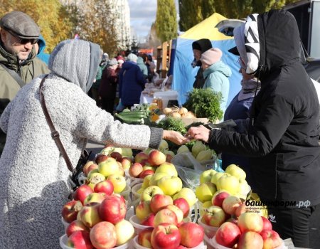 В Башкирии утверждены ставки субсидий производителям картофеля и овощей