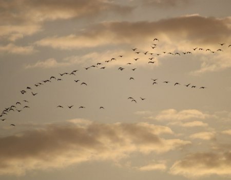 В Башкортостан прилетела огромная стая диких гусей