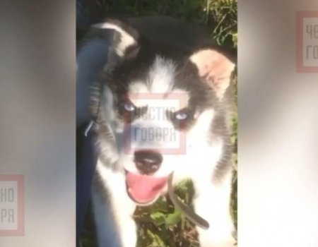 В Башкортостане сосед разрубил лопатой собаку известной блогерши