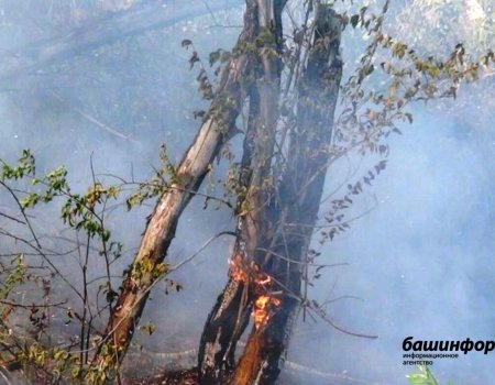В Башкирии за сутки зарегистрировано 3 лесных пожара и 20 случаев возгорания сухой травы