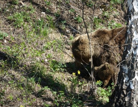 В Башкирии семья медведей поселилась рядом с деревней