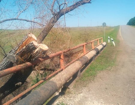 В Башкирии бобры повалили дерево на мост между двумя селами