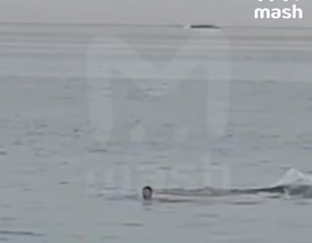 В Хургаде акула убила россиянина - ВИДЕО